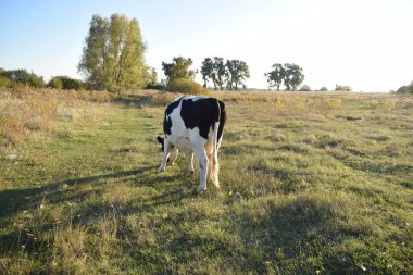 Sakin bir inek, açık havada güneşli bir günde yemyeşil bir çayırda huzur içinde otlar. Kırsal alan, sadeliğin ve doğanın güzelliğindeki uyumun özünü yakalıyor.