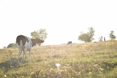 Sakin bir inek, açık havada güneşli bir günde yemyeşil bir çayırda huzur içinde otlar. Kırsal alan, sadeliğin ve doğanın güzelliğindeki uyumun özünü yakalıyor.