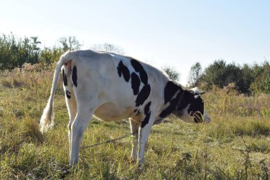 Sakin bir inek, açık havada güneşli bir günde yemyeşil bir çayırda huzur içinde otlar. Kırsal alan, sadeliğin ve doğanın güzelliğindeki uyumun özünü yakalıyor.