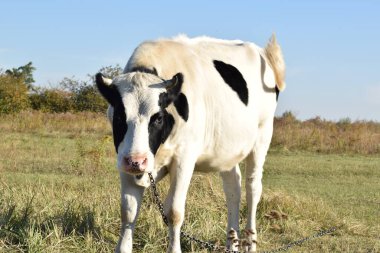 Sakin bir inek, açık havada güneşli bir günde yemyeşil bir çayırda huzur içinde otlar. Kırsal alan, sadeliğin ve doğanın güzelliğindeki uyumun özünü yakalıyor.