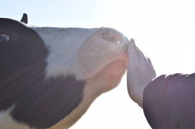 Sakin bir inek, açık havada güneşli bir günde yemyeşil bir çayırda huzur içinde otlar. Kırsal alan, sadeliğin ve doğanın güzelliğindeki uyumun özünü yakalıyor.