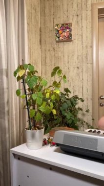 Genç bir müzik öğretmeni, müzik aletini evde çalmayı öğrenen bir çocuğa rehberlik eder. Müziğin temellerini öğrenmeye, yaratıcılığı ve beceriyi geliştirmeye odaklanırlar.