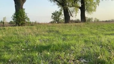 Küçük baba ve oğlu yaz pikniğinin tadını çıkarıyor, birlikte güzel vakit geçiriyorlar. Dışarıdaki eğlenceli aktivitelere katılıyorlar, sıcak güneşin altında mutlu anılar yaratıyorlar.