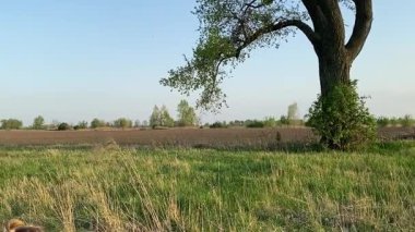 Küçük baba ve oğlu yaz pikniğinin tadını çıkarıyor, birlikte güzel vakit geçiriyorlar. Dışarıdaki eğlenceli aktivitelere katılıyorlar, sıcak güneşin altında mutlu anılar yaratıyorlar.