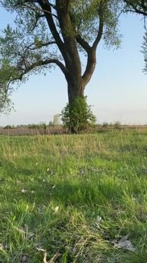 Dikey genç baba ve oğul yaz pikniğinin tadını çıkarıyor, birlikte güzel vakit geçiriyorlar. Dışarıdaki eğlenceli aktivitelere katılıyorlar, sıcak güneşin altında mutlu anılar yaratıyorlar.
