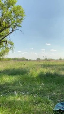 Dikey genç baba ve oğul yaz pikniğinin tadını çıkarıyor, birlikte güzel vakit geçiriyorlar. Dışarıdaki eğlenceli aktivitelere katılıyorlar, sıcak güneşin altında mutlu anılar yaratıyorlar.