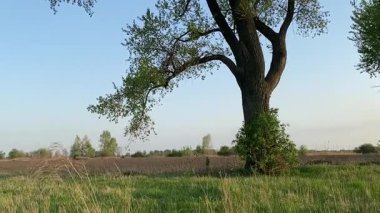 Küçük baba ve oğlu yaz pikniğinin tadını çıkarıyor, birlikte güzel vakit geçiriyorlar. Dışarıdaki eğlenceli aktivitelere katılıyorlar, sıcak güneşin altında mutlu anılar yaratıyorlar.