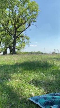 Genç bir baba ve oğlunun yaz pikniğini otlakta birlikte geçirdiği dikey görüntüler. Dışarıdaki eğlenceli aktivitelere katılıyorlar, sıcak güneşin altında mutlu anılar yaratıyorlar.