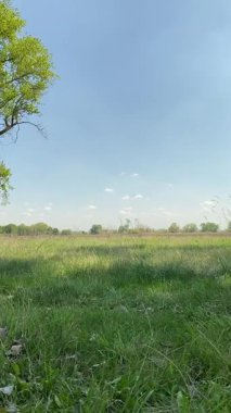Genç bir baba ve oğlunun yaz pikniğini otlakta birlikte geçirdiği dikey görüntüler. Dışarıdaki eğlenceli aktivitelere katılıyorlar, sıcak güneşin altında mutlu anılar yaratıyorlar.