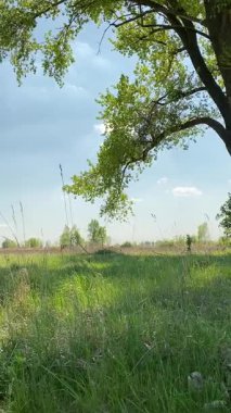Genç bir baba ve oğlunun yaz pikniğini otlakta birlikte geçirdiği dikey görüntüler. Dışarıdaki eğlenceli aktivitelere katılıyorlar, sıcak güneşin altında mutlu anılar yaratıyorlar.