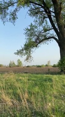 Genç bir baba ve oğlunun yaz pikniğini otlakta birlikte geçirdiği dikey görüntüler. Dışarıdaki eğlenceli aktivitelere katılıyorlar, sıcak güneşin altında mutlu anılar yaratıyorlar.