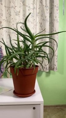 Dikey kadın evde boş zamanların tadını çıkarıyor, en sevdiği hobisine odaklanıp rahatlıyor. Etrafı konforla çevriliyken, sessiz anlarını kapalı bir ortamda sevdiği şeyleri yaparak geçiriyor.. 