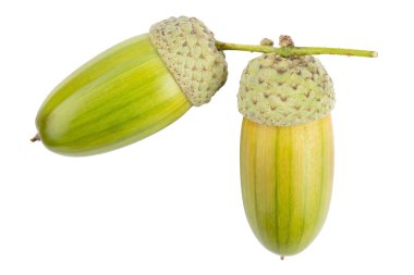 Beyaz arka planda güzel meşe palamutları. Meşe fıstığı. Dosya kırpma yolu içeriyor.