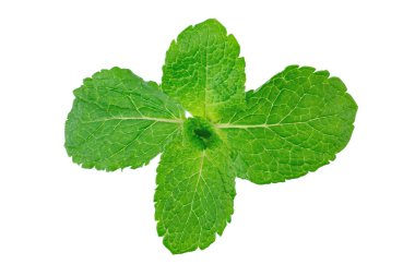 Fresh raw mint leaves isolated on a white background. File contains clipping path.