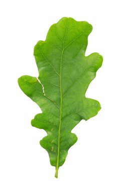 Fresh green oak leaf. Isolated on a white background. File contains clipping path.