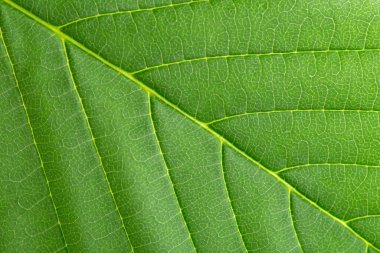 Background of a green leaf of a tree close-up. Leaf veins are clearly visible