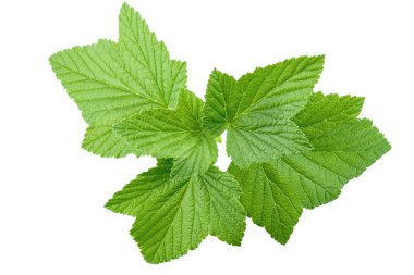 Yeşil frenk üzümü yaprakları. Beyaz arka planda izole edilmiş. Dosya kırpma yolu içeriyor