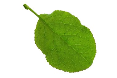 Green leaf isolated. Plum leaf on white background. File contains clipping path.
