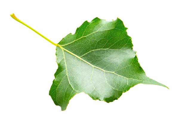 Green Leaf Poplar Isolated White Background File Contains Clipping Path — Stock Photo, Image