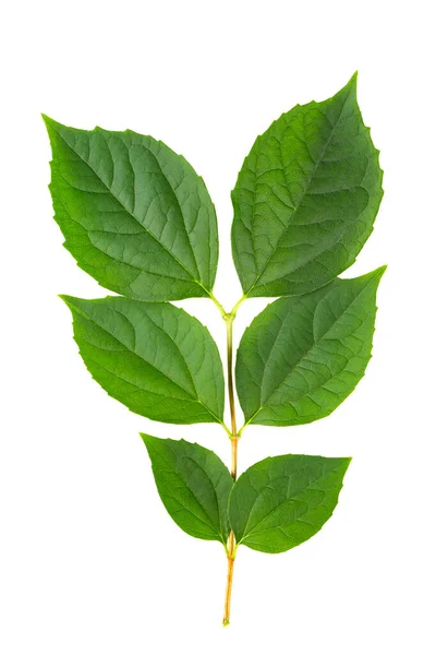 Πράσινο Κλαδί Από Φύλλα Πορτοκαλιού Γιασεμιού Που Απομονώνονται Λευκό Φόντο — Φωτογραφία Αρχείου