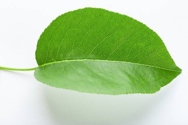 Beyaz arka planda yeşil armut yaprağı. Meyve yaprağı.