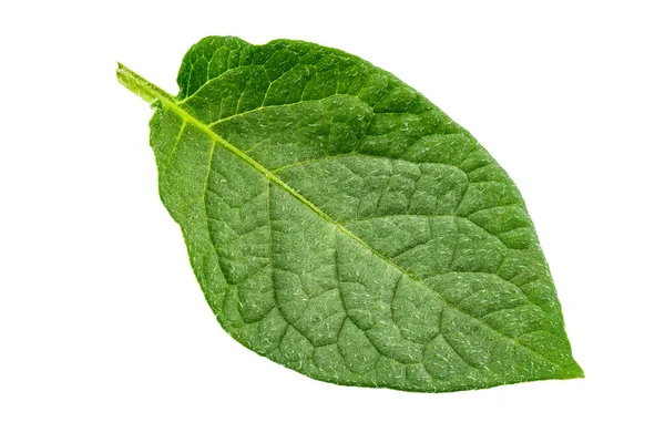 Verse Groene Aardappelbladeren Geïsoleerd Witte Achtergrond Bestand Bevat Clipping Pad — Stockfoto