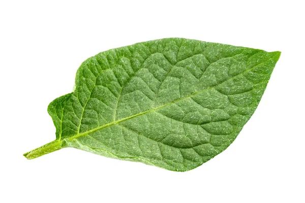 Świeży Zielony Liść Ziemniaka Odizolowany Białym Tle Plik Zawiera Ścieżkę — Zdjęcie stockowe