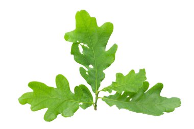 Beyaz arkaplanda yeşil meşe yaprakları var. Dosya kırpma yolu içeriyor