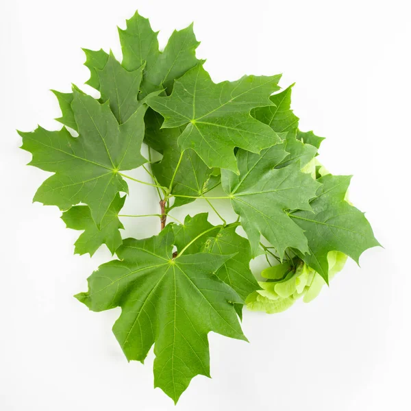 Branch with maple leaves on a white background. Fresh green background.