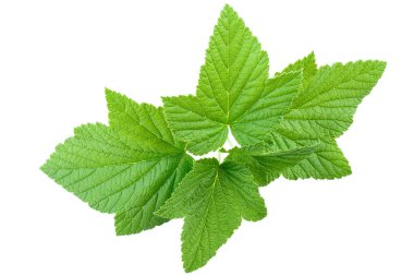 Yeşil frenk üzümü yaprakları. Beyaz arka planda izole edilmiş. Dosya kırpma yolu içeriyor