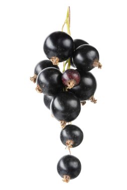 Beyaz arka planda bir grup olgun siyah kuş üzümü var. Dosya kırpma yolu içeriyor