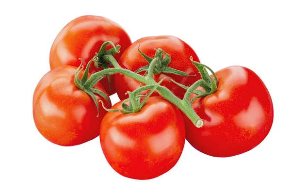 Gałąź Czerwonych Pomidorów Izolowana Białym Plik Zawiera Ścieżkę Wycinania — Zdjęcie stockowe