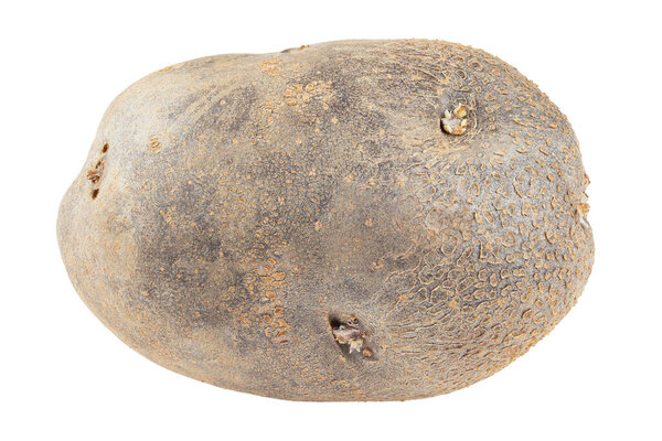 One raw potato, unpeeled. Isolated on a white background. File contains clipping path