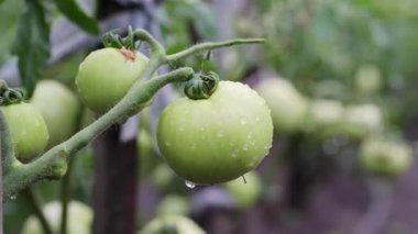 Bahçedeki yeşil domates tarlasında domates bitkisi. Organik tarım, genç domates bitkileri bahçede büyüyor..