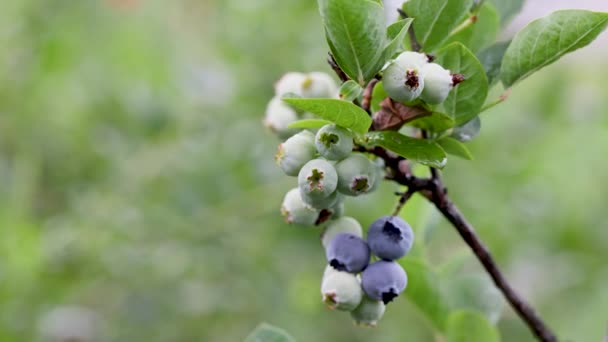 수풀에서 성숙한 블루베리 덩어리 정원에서 열매를 블루베리 부시의 클로즈업 — 비디오