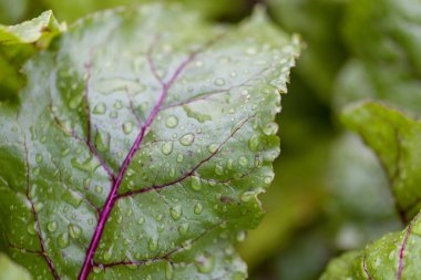 Bahçe yatağında büyüyen yağmurdan sonra organik yeşil pancar yaprakları. Yeşil pancar sırası organik çiftlikte büyür.. 