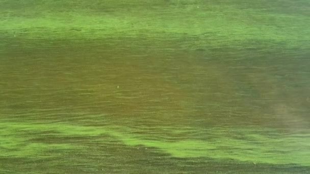 蓝绿色藻类 大量繁殖造成的水污染是世界环境问题 河流和湖泊 有有害的藻华 受污染自然的生态概念 — 图库视频影像