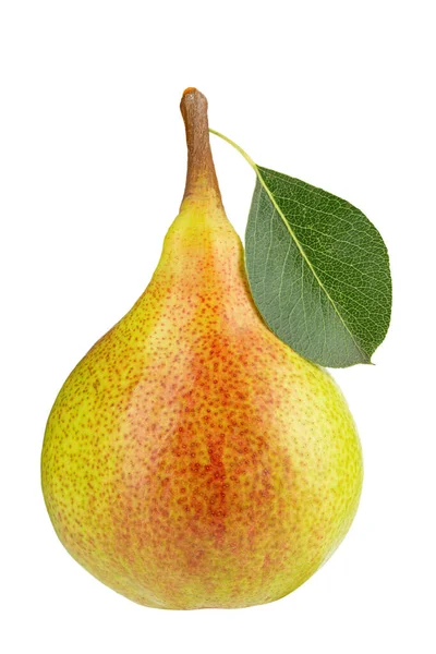 Fresh Pear Leaf Isolated White Background Organic Fresh Pear Isolated — Stock Photo, Image