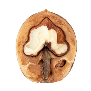 Beyaz arka planda yarım ceviz. Dosya kırpma yolu içeriyor.