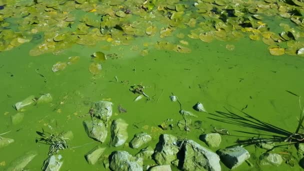 青緑色の藻類シアンコバクテリアで汚染された緑色の水 ウォーターリリー — ストック動画