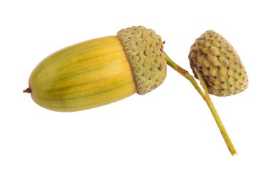 Beyaz arka planda güzel meşe palamutları. Meşe fıstığı. Dosya kırpma yolu içeriyor. Tam alan derinliği.