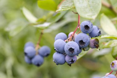 Çalının üzerinde olgunlaşan yabanmersini. Yabanmersini çalısı. Bahçede böğürtlen yetiştiriyor. Yabanmersini çalılığına yakın çekim.