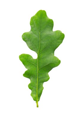 Fresh green oak leaf. Isolated on a white background. File contains clipping path.
