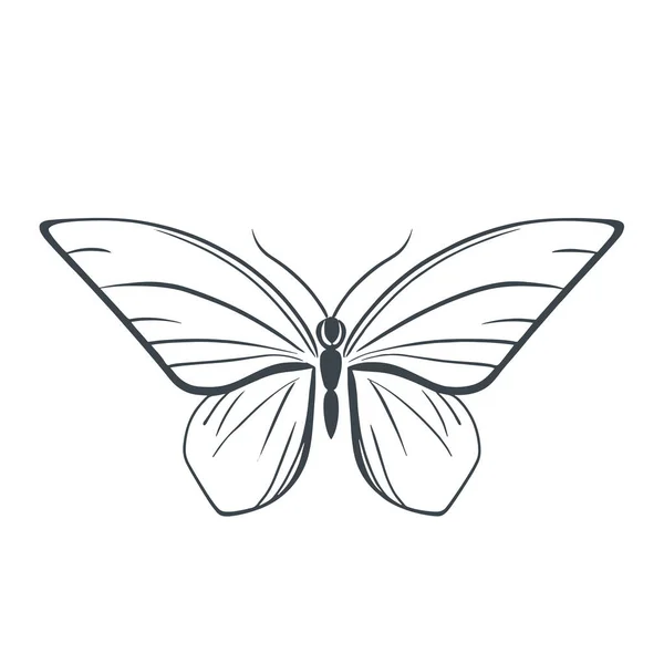 vector butterfly, animal and insect symbol