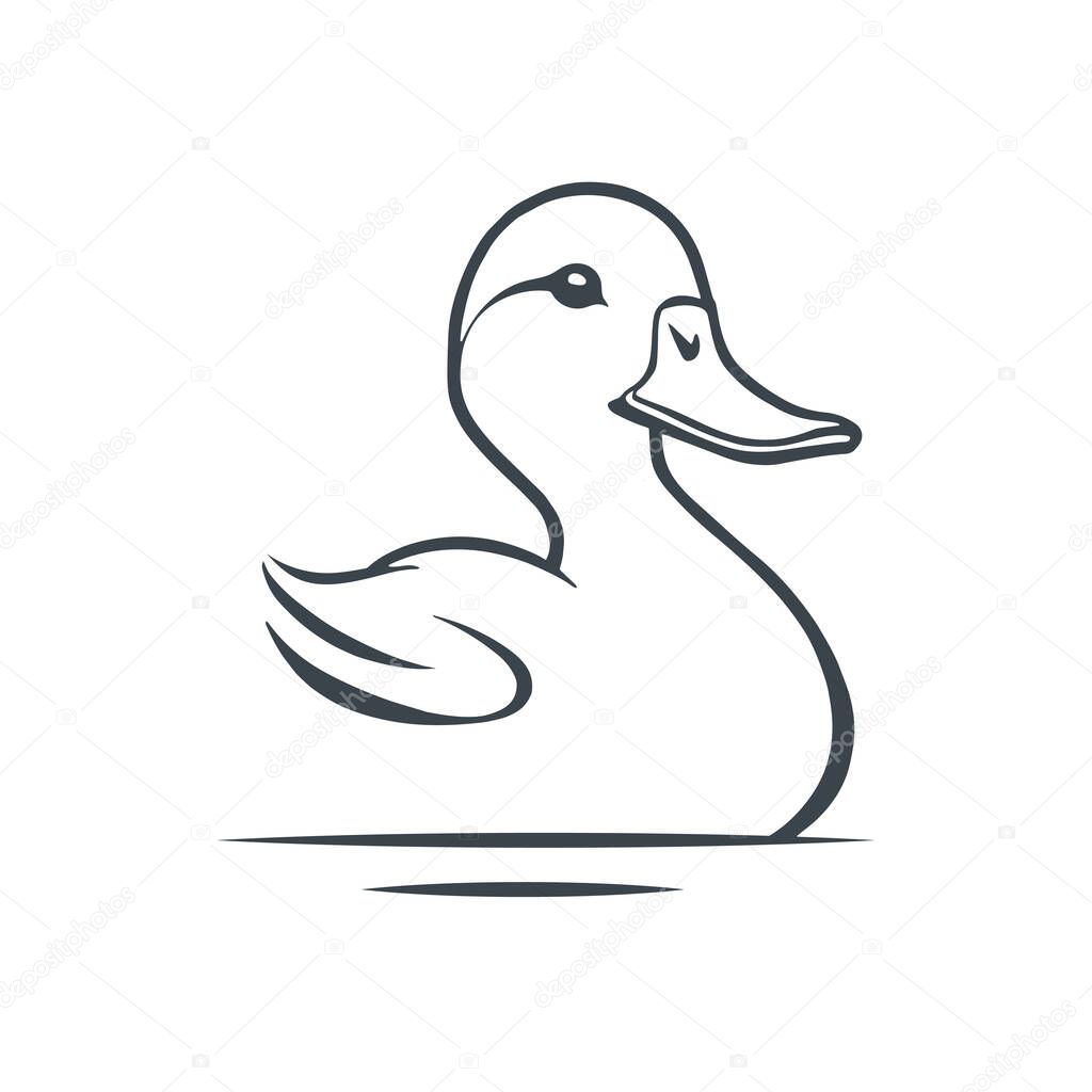 Duck vector illustration, isolated on white background