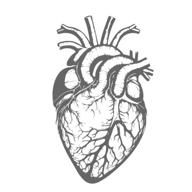 Bir insan organının kalbi. Siyah beyaz bir kalp çizimi. 