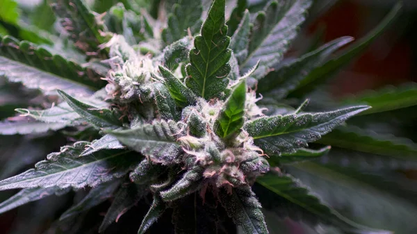 Çiçek açan sativa başı ve çitleri.