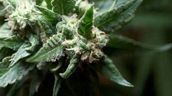 Çiçekli sativa başı ve yaprakları