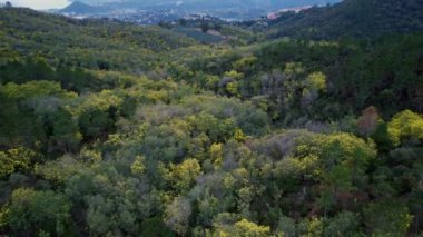 Mimosa forest in the french alps seen filmed with a drone