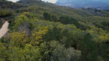 Skyview of a forest of mimosa trees in the french riviera